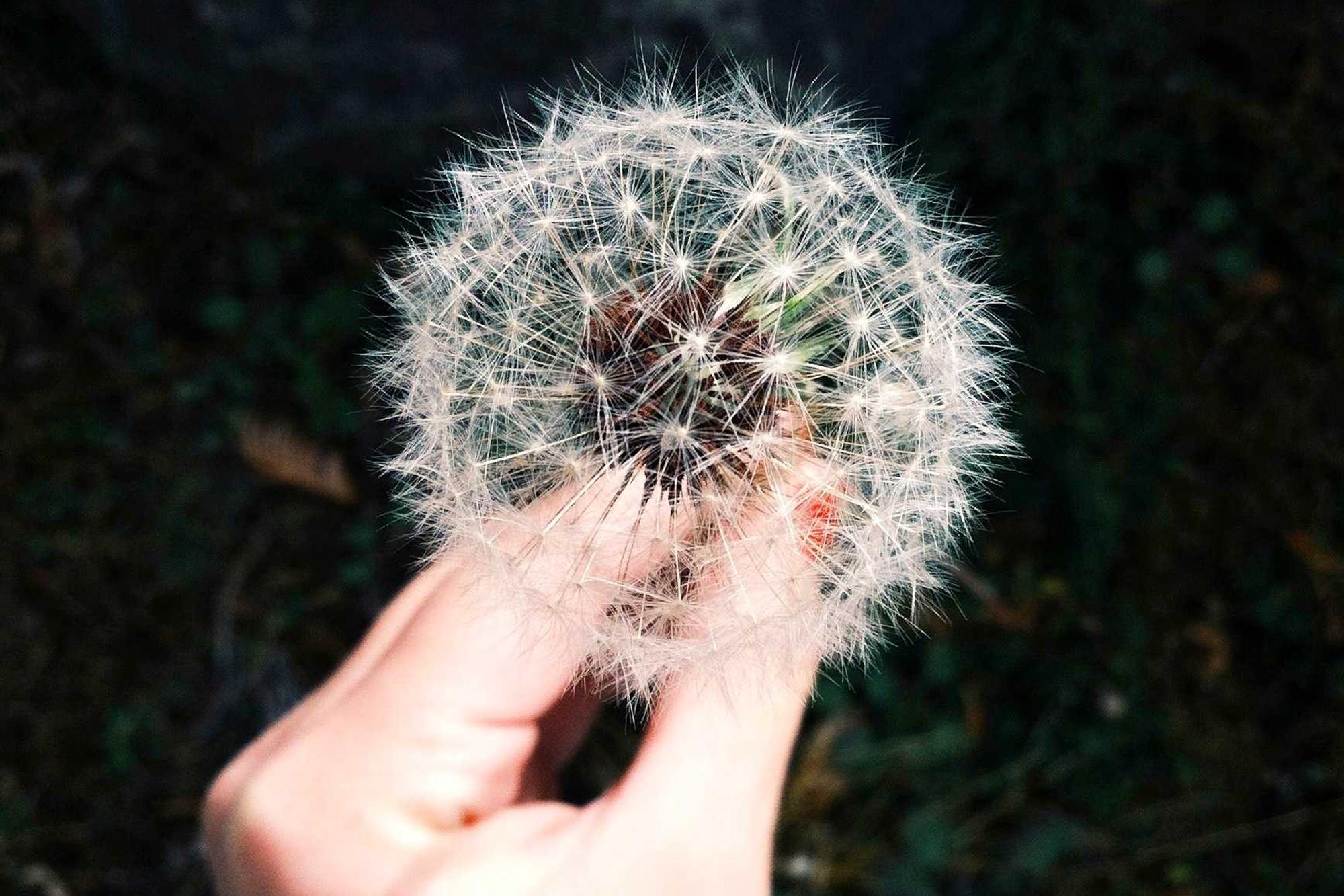 A hand holding a dandelion seed head against a dark background