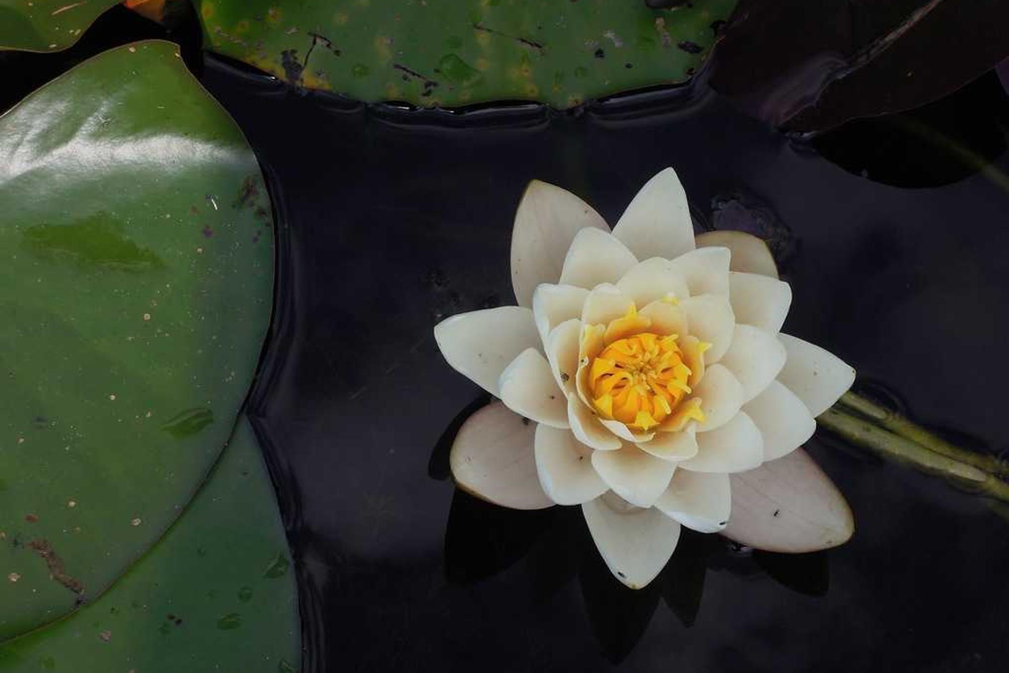A white water lily floating on dark water among green pads